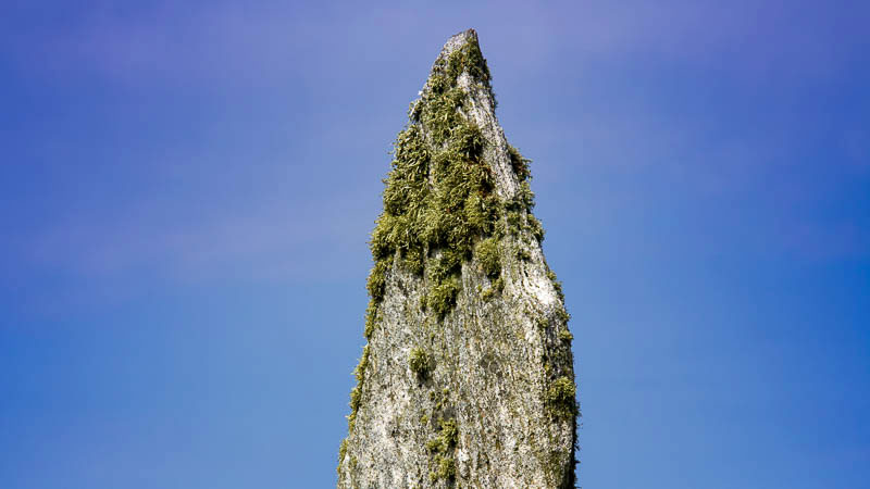 Ein Stein eines Steinkreises, mit Flechten und Moos bewachsen.