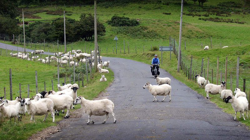 Auf der Insel Arran ist es wie überall in Schottland, viele Schafe auf der Straße, aber dafür kaum Autos