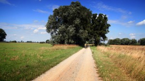 Radweg im Verlauf Mittelelbe 
