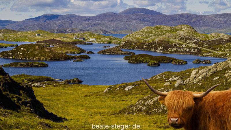 Insel Harris und Highland Cattle
