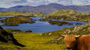 Insel Harris und Highland Cattle