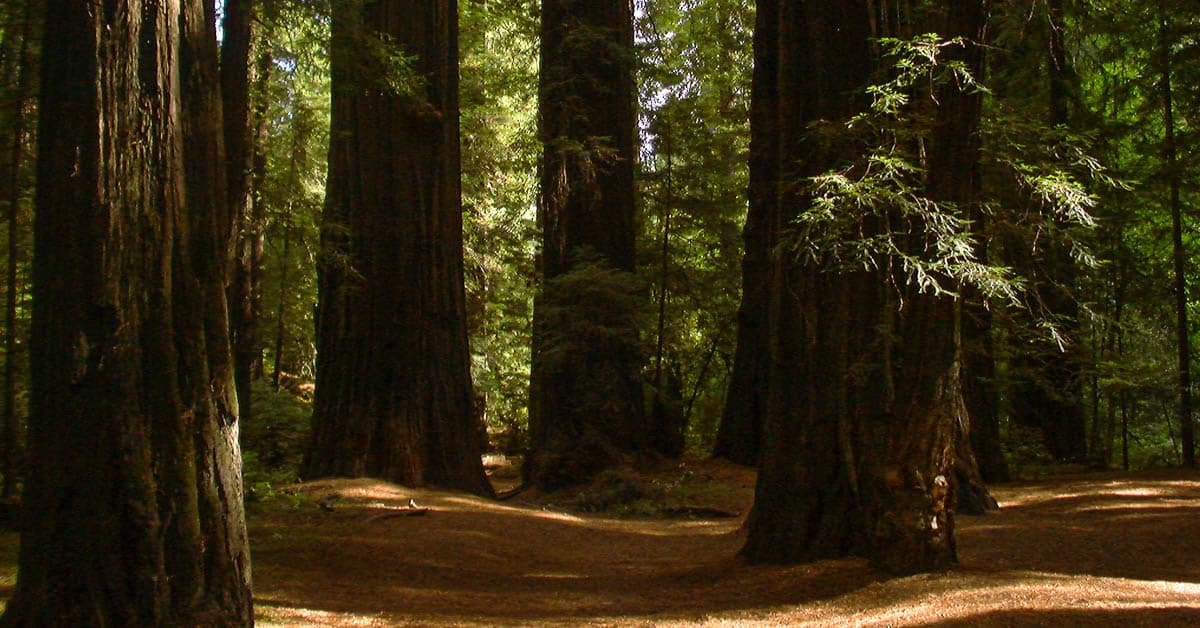 Humboldt Redwoods State Park USA