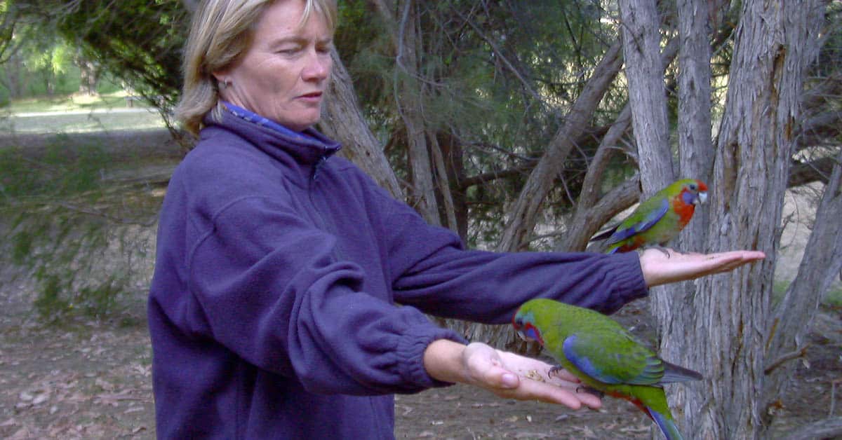 Carol beim Füttern der farbenprächtigen Rosellas, Australien