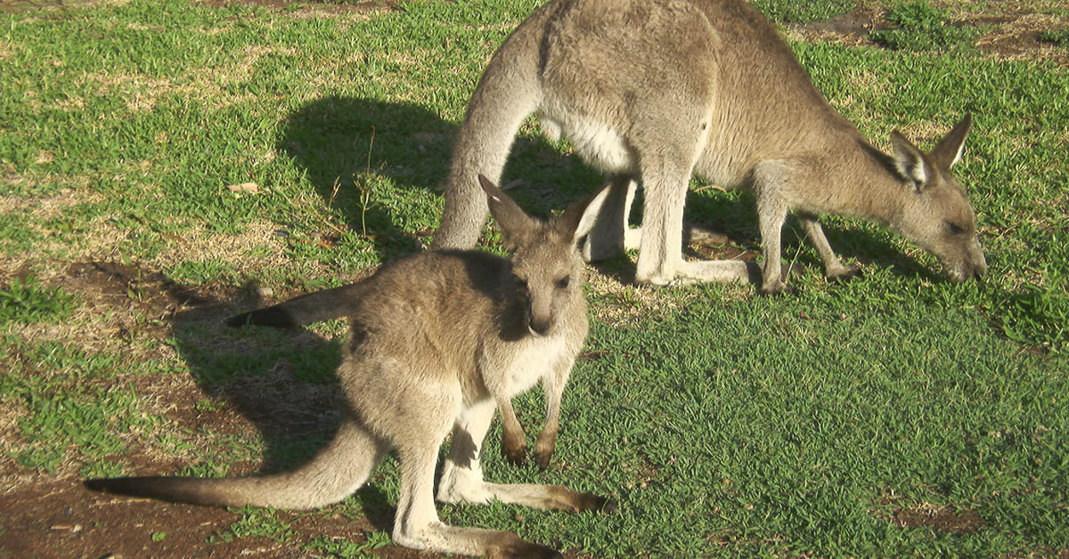 Mutter- und Tochter-Känguru beim Grasen, Australien
