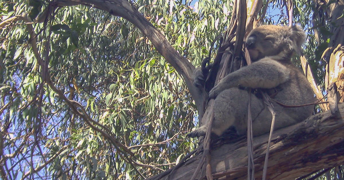 Koalas schlafen bis zu 20 Stunden am Tag, leben ausschließlich von Eukalyptusblättern 