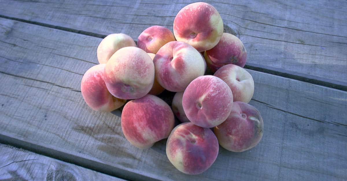 im Kosciuszko-Nationalpark in Australien bekommen wir unverhofft Pfirsiche geschenkt