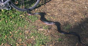 Die "red-bellied black"-Schlange bei der Radinspektion, Australien