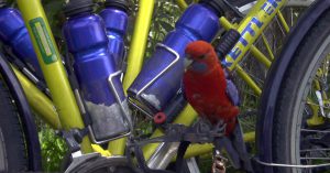 Ein "scarlet rosella" bei der Radinspektion, Australien