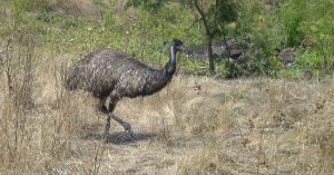 Wilder Emu bei Tower Hill, Australien