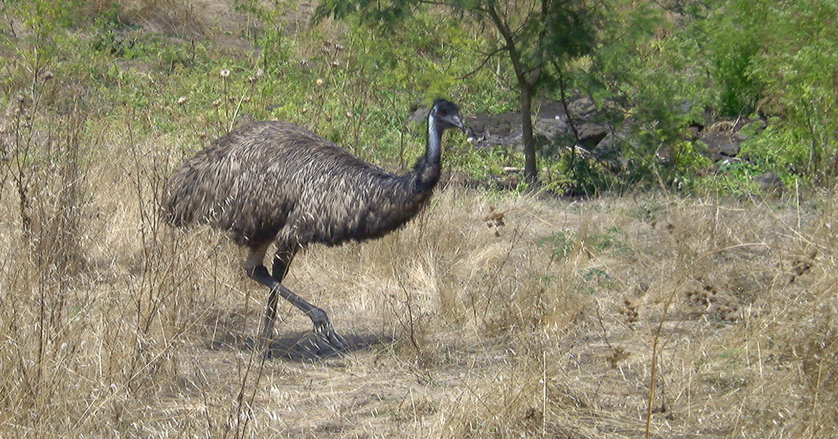 Wilder Emu bei Tower Hill, Australien