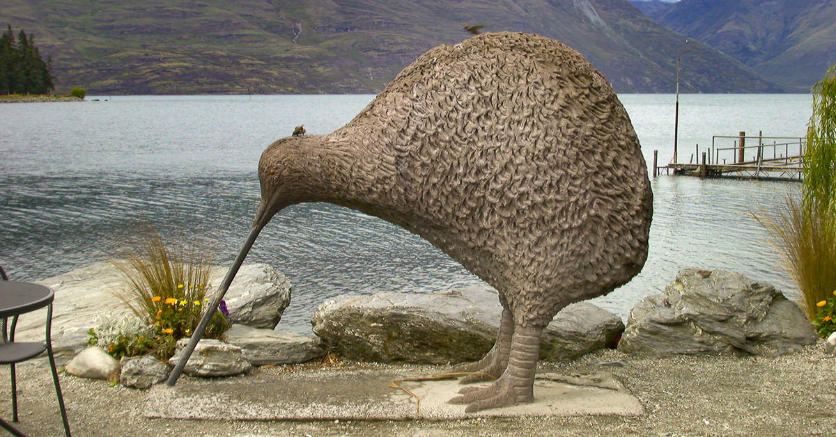 Der Kiwi ist das Nationaltier von Neuseeland und leider kaum in echt zu sehen