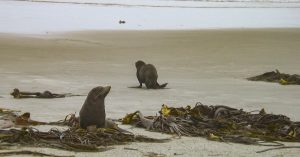 Die Seelöwen stellen sich einen sonnenüberfluteten Strand vor und fühlen sich seepudelwohl, Süd-Insel Neuseeland