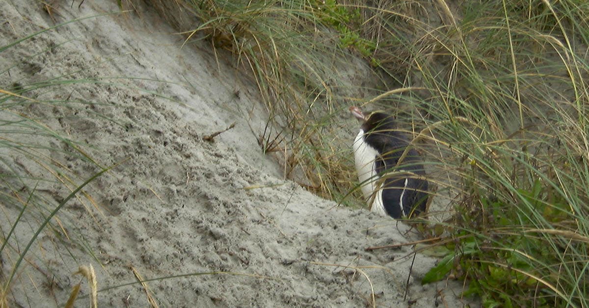Der kleine Pinguin auf dem Weg zu seinem Nest, Süd-Insel Neuseeland