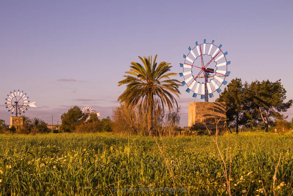 zwei Windmühlem mit violettem Himmel im Hintergrund und grüner Wiese vorne